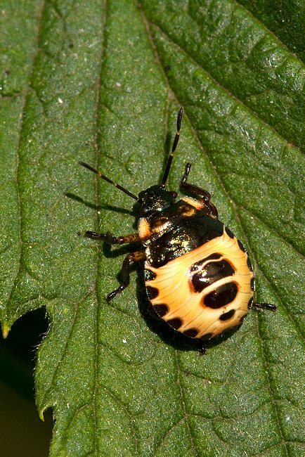 Pentatomidae:  neanide di Troilus luridus in Alto Adige